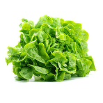 Webbs Lettuce